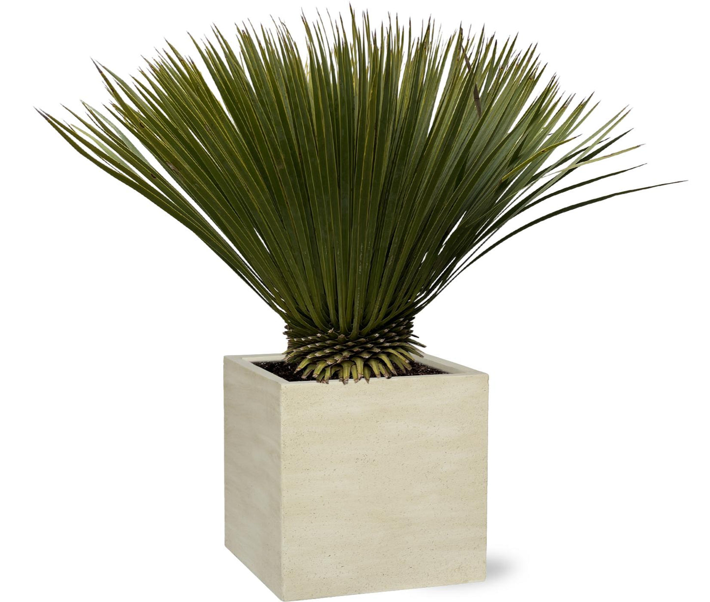 Yucca Rostrata 75cm Ø30 – Robuste Palmlilie | Pflanzfix24