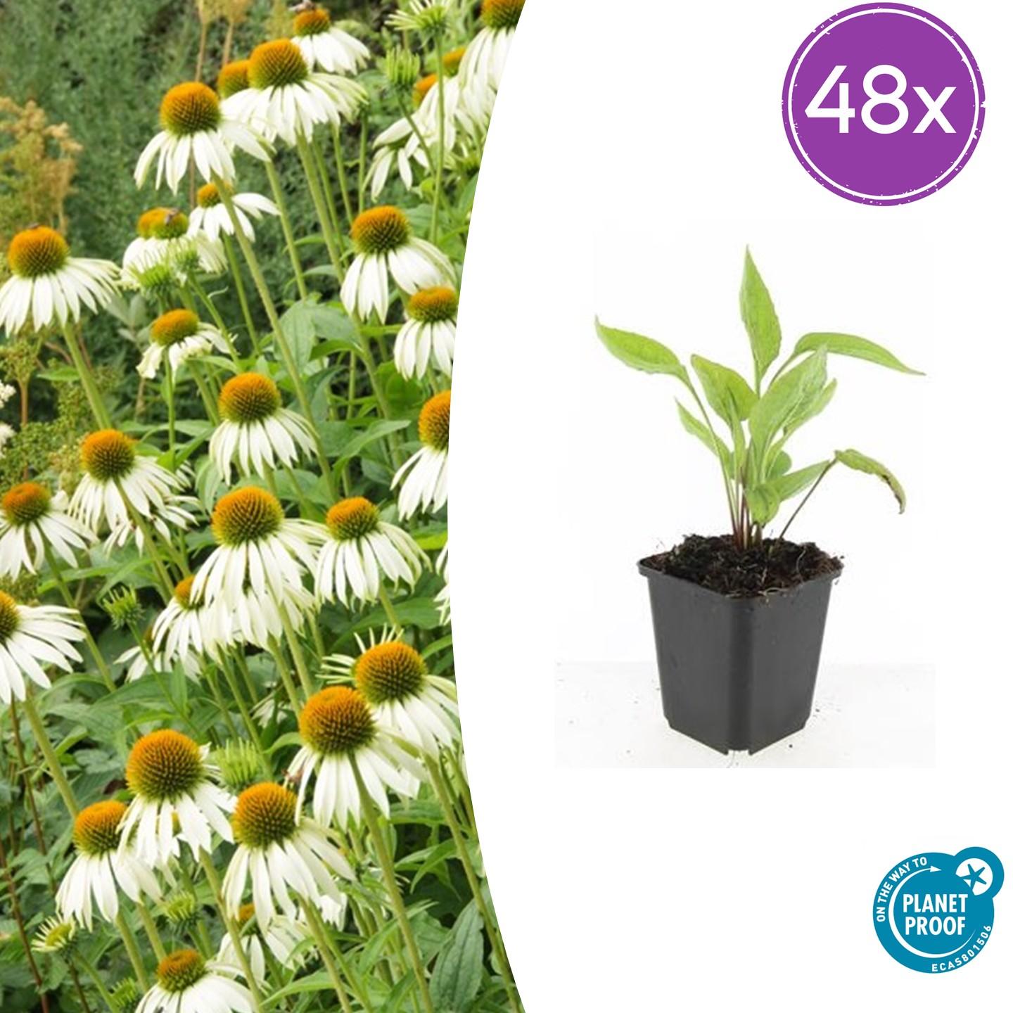 48x Echinacea p. 'White Swan' - ↕10-25cm - Ø9cm - Pflanzfix24