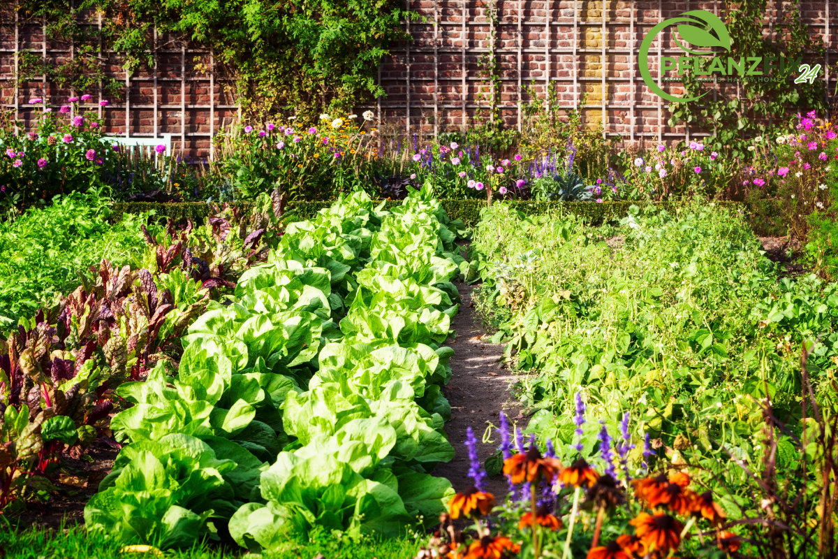 Frisches Gemüse im Gemüsegarten – Tipps für erfolgreichen Selbstanbau und Ernte