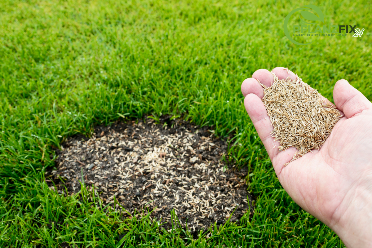 Grüner, dichter Rasen mit frischer Rasensaat – Tipps für den perfekten Gartenrasen