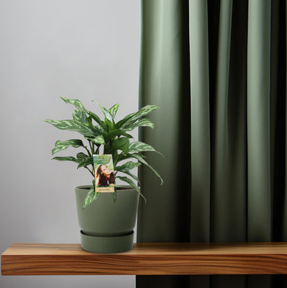 Aglaonema Maria - Ø17cm - ↕40cm - Pflanzfix24