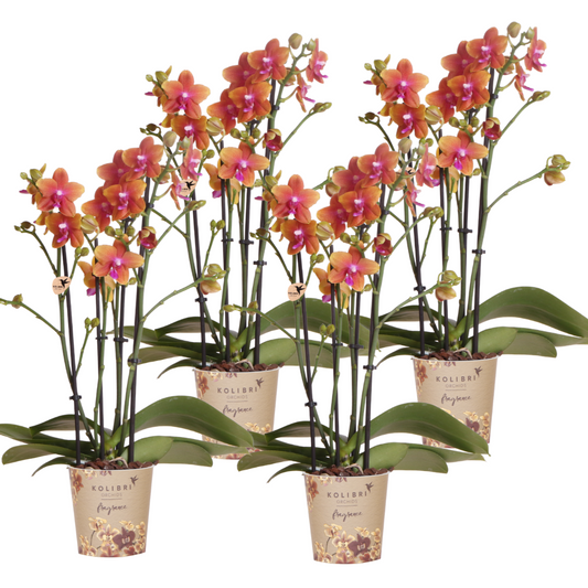 4x Duftende Orchidee Orange Ø12cm – Phalaenopsis-Set | Pflanzfix24.de - Pflanzfix24.de