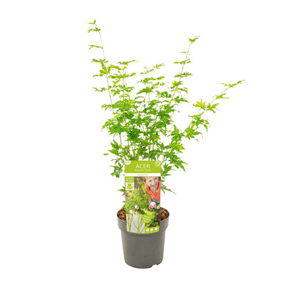 Acer palmatum Going Green - Ø19cm - ↕50cm - Pflanzfix24.de - Pflanzfix24.de