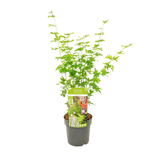 Acer palmatum Going Green - Ø19cm - ↕50cm - Pflanzfix24.de - Pflanzfix24.de