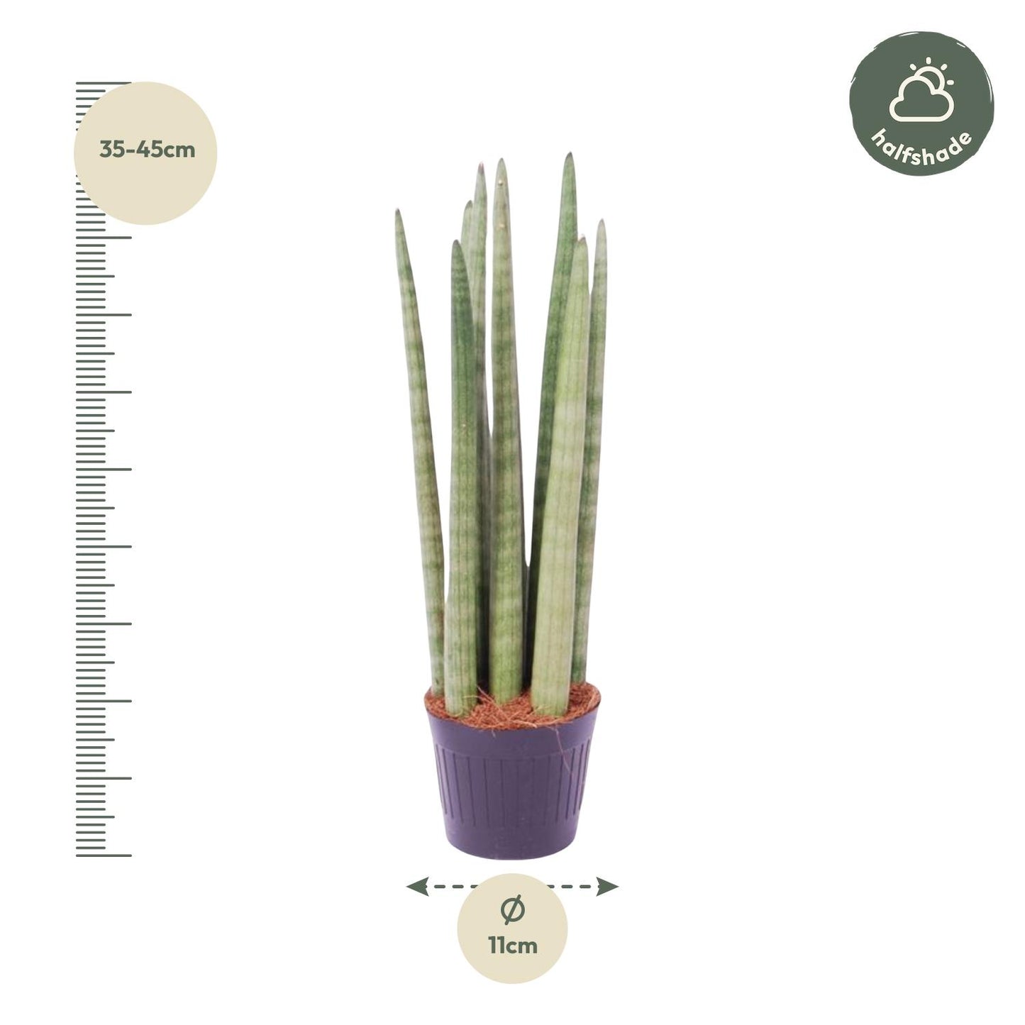 Sansevieria 'Spaghetti' Ø10,5cm – 40cm hoch | Pflanzfix24.de - Pflanzfix24.de