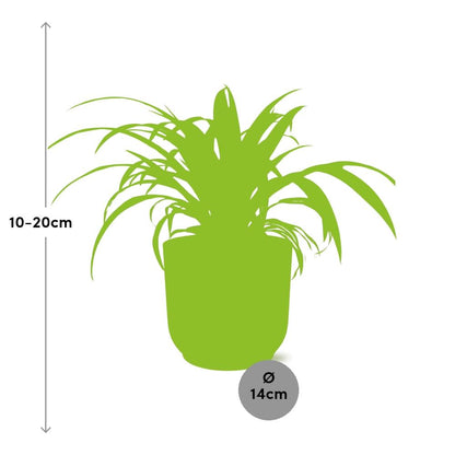 Chlorophytum Comosum Variegatum - Pflanzfix24
