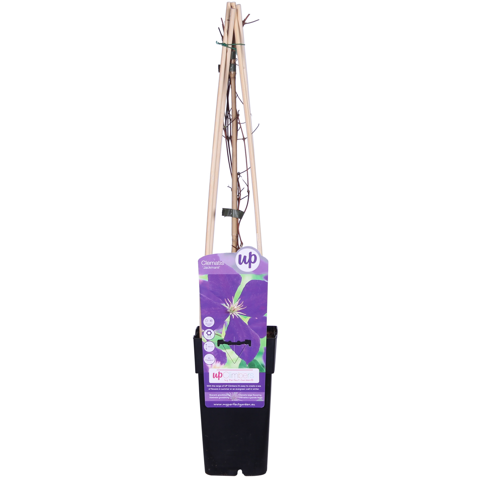 Clematis Jackmanii - Ø15cm - ↕65cm bei Pflanzfix24.de - Pflanzfix24.de
