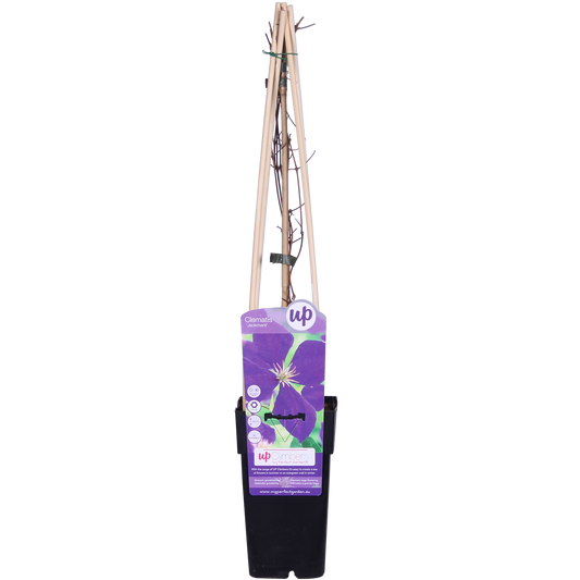 Clematis Jackmanii - Ø15cm - ↕65cm bei Pflanzfix24.de - Pflanzfix24.de