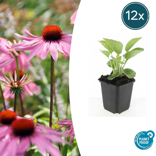 12x Echinacea 'Magnus' | Purpur-Sonnenhut – Blühstaude für Bienen – Pflanzfix24.de - Pflanzfix24.de