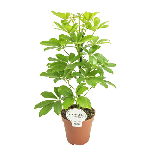Schefflera Nora Ø13cm, 45cm | Luftreinigend & Pflegeleicht | Pflanzfix24