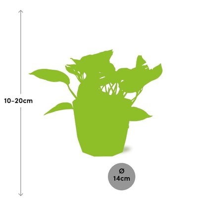 Scindapsus Marble Queen in ELHO b.for rock 14 cm warm grey - Pflanzfix24