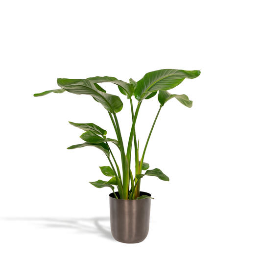 Strelitzia Nicolai - Ø19cm - ↕90cm + Topf Mayk Lead - Pflanzfix24