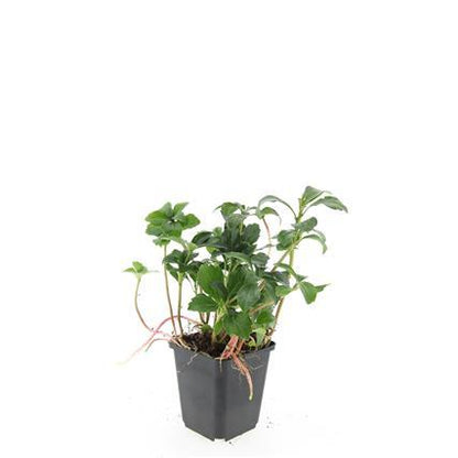 24x Pachysandra terminalis 'Green Sheen' - ↕10-25cm - Ø9cm - Pflanzfix24