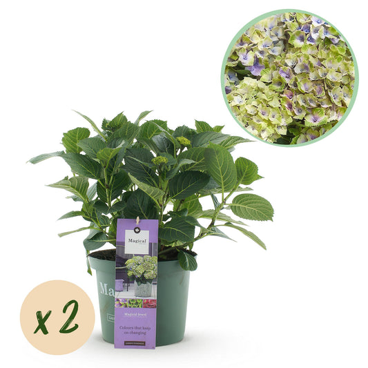 Hortensie Hydrangea Magical Jewel Blue - 2 Pflanzen - Topf 23cm - Pflanzfix24.de - Pflanzfix24.de