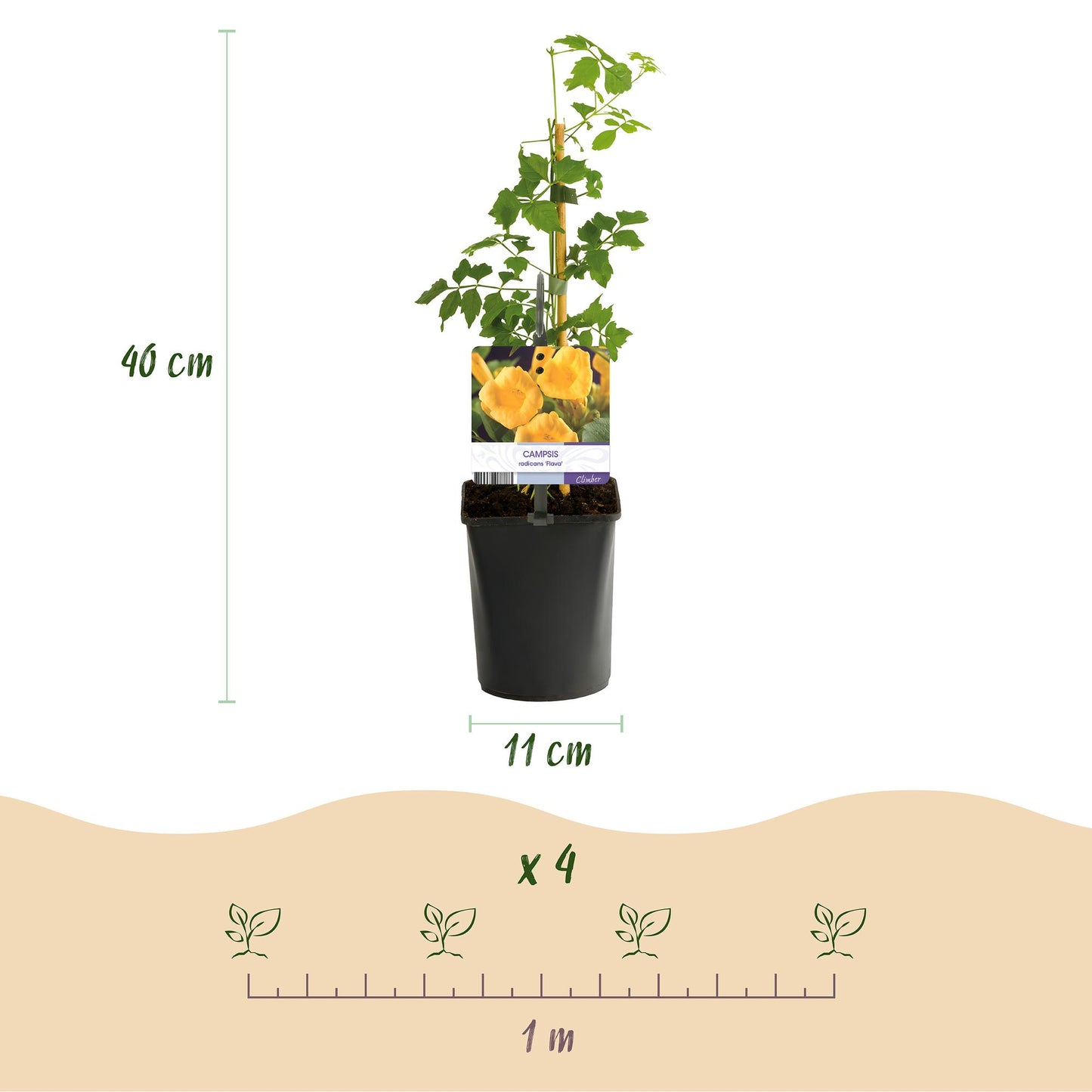 Green boutiQ - pflanzfix24 Campsis radicans Flava – 2x Trompetenblume gelb