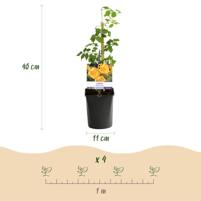 Green boutiQ - pflanzfix24 Campsis radicans Flava – 2x Trompetenblume gelb