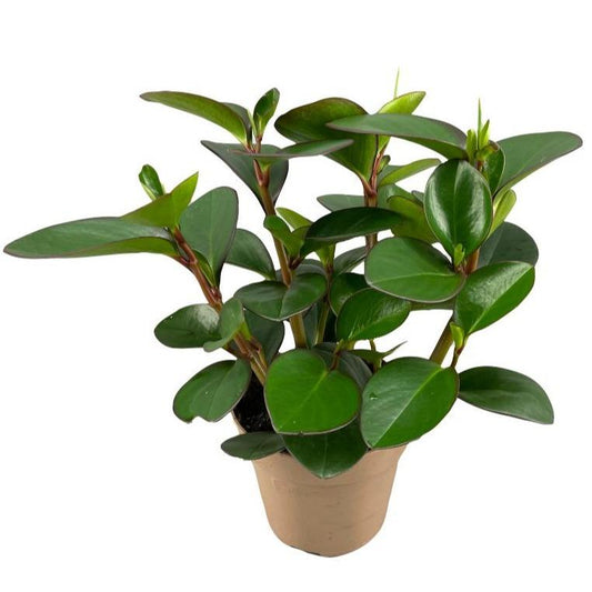Peperomia Clusiifolia Red Margin - Ø15cm - ↕30cm - Pflanzfix24
