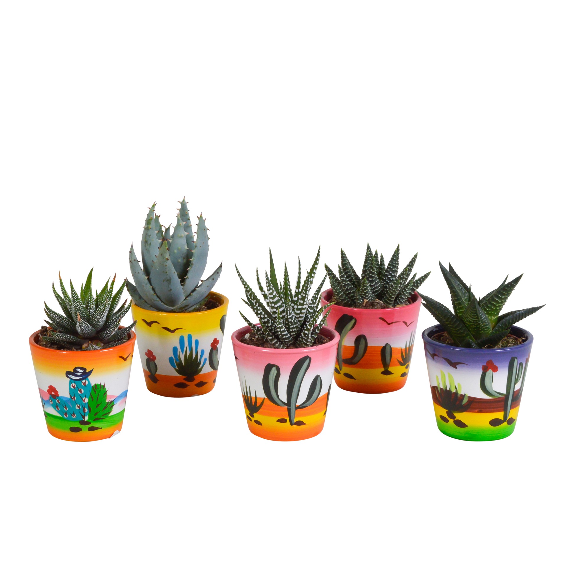 Gasteria/Haworthia-Mischung 5,5cm - 5x - Mexicaanse pot - Pflanzfix24.de - Pflanzfix24.de