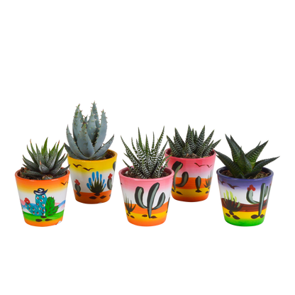 Gasteria/Haworthia-Mischung 5,5cm - 5x - Mexicaanse pot - Pflanzfix24.de - Pflanzfix24.de