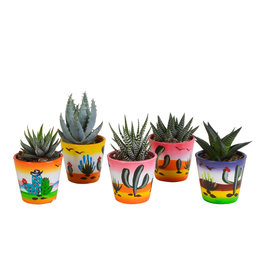 Gasteria/Haworthia-Mischung 5,5cm - 5x - Mexicaanse pot - Pflanzfix24.de - Pflanzfix24.de