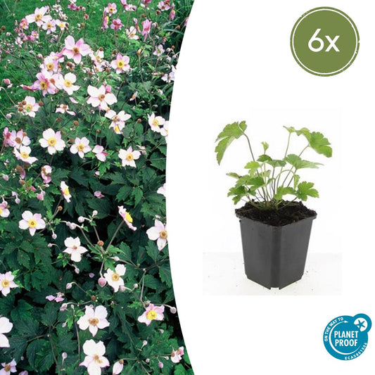 6x Anemone tom. 'Robustissima' - ↕10-25cm - Ø9cm - Pflanzfix24.de - Pflanzfix24.de
