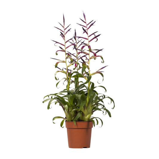 Tillandsia Mora - Ø12cm - ↕55cm - Pflanzfix24