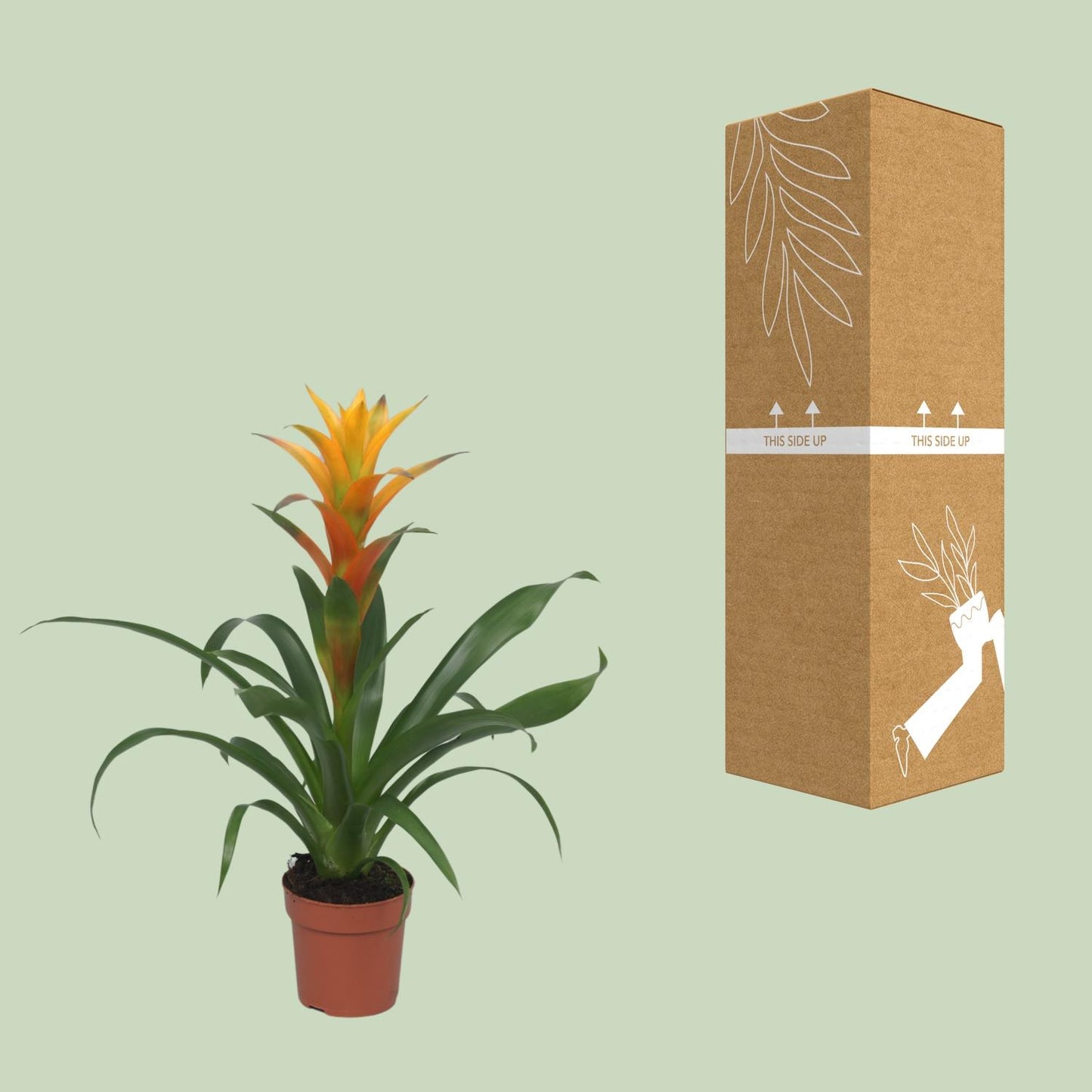 Guzmania Solara - Ø12cm - ↕50cm bei Pflanzfix24
