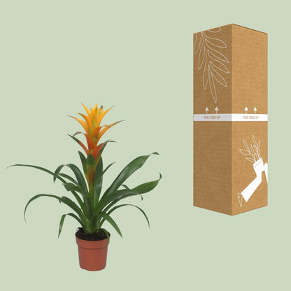 Guzmania Solara - Ø12cm - ↕50cm bei Pflanzfix24