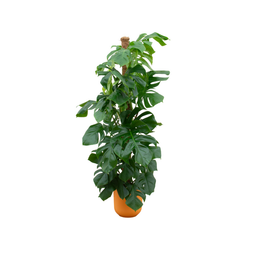 Combi Deal - Monstera Pertusum XL mit elho Jazz Round gelb Ø26 - 150 cm - Pflanzfix24.de - Pflanzfix24.de