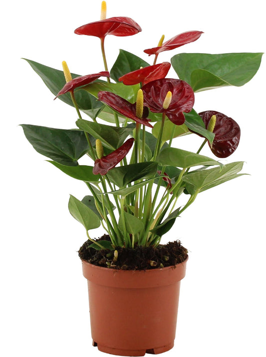 Anthurium Calon In Transparant Sleeve - Ø12cm - ↕36cm bei Pflanzfix24.de - Pflanzfix24.de