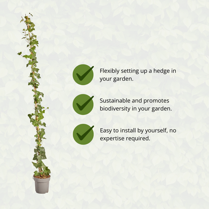 Hedera Hibernica - Efeu - gestäbt - ↨150 - 175 cm - Pflanzfix24.de - Pflanzfix24.de