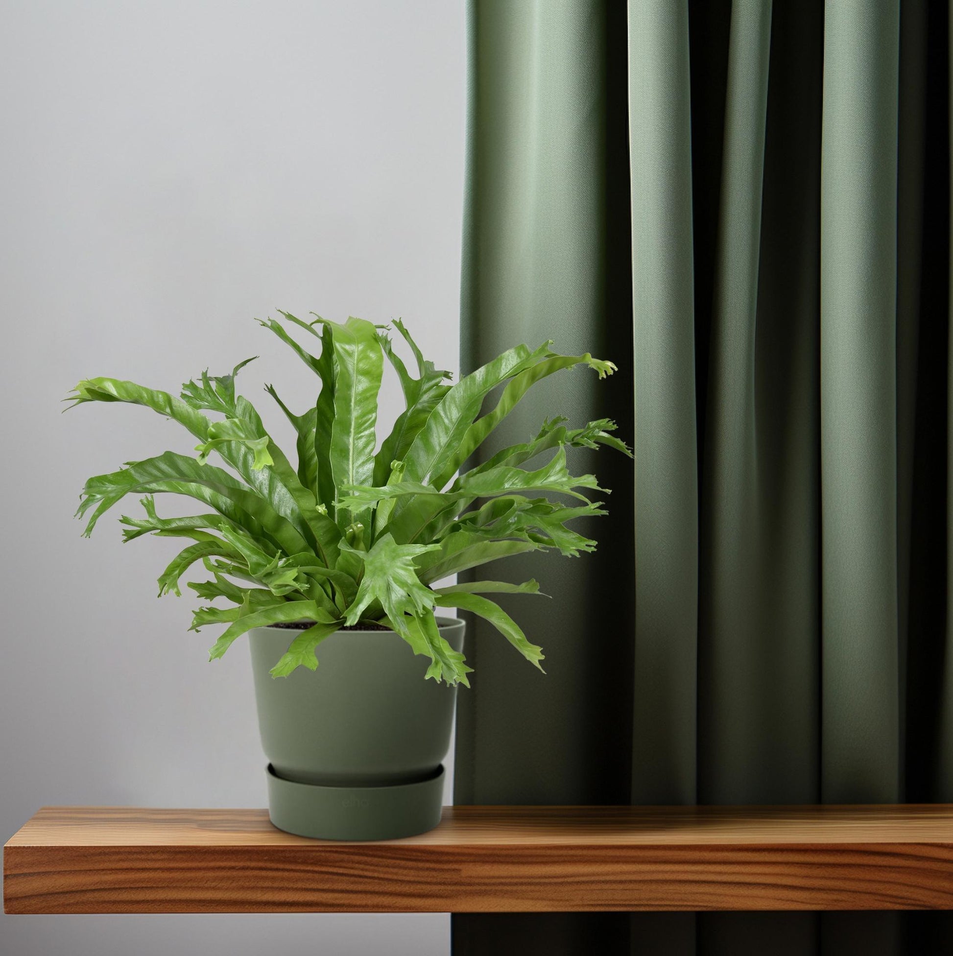 Asplenium Nidus Crissie - Ø17cm - ↕40cm - Pflanzfix24.de - Pflanzfix24.de