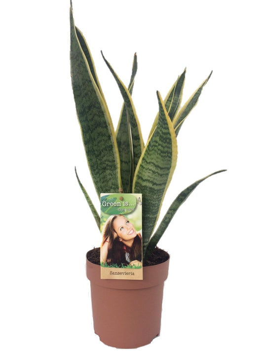 Sansevieria Laurentii Ø14cm 50cm – Schwiegermutterzunge | Pflanzfix24.de - Pflanzfix24.de