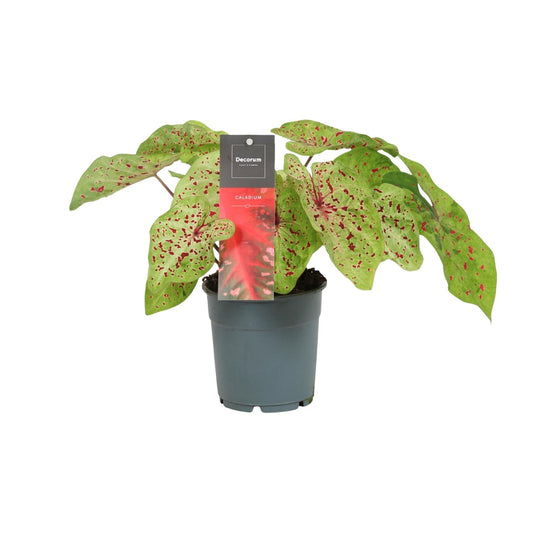 Caladium Miss Muffet - Ø12cm - ↕25cm - Pflanzfix24