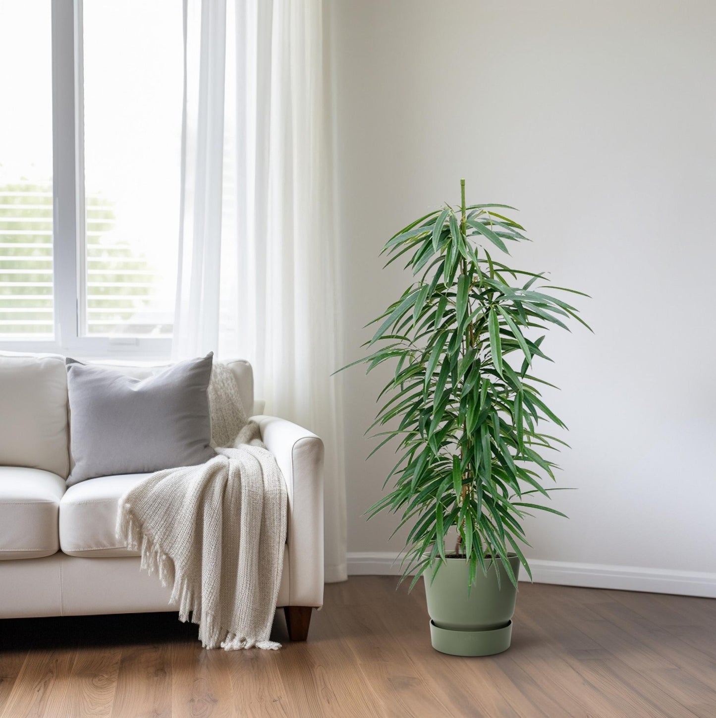 Ficus Binnendijkii 'Alii' (HYDRO) - Ø18cm - ↕110cm - Pflanzfix24