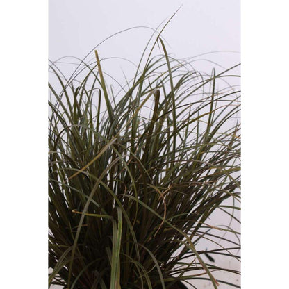 Uncinia Rubra - Ø14cm - ↕30cm - Pflanzfix24