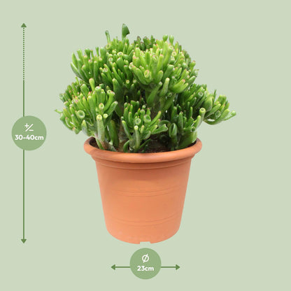 Crassula Hobbit - Ø23cm - ↕35cm - pflanzfix24