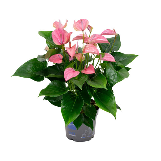 Anthurium KARMA Joli - Ø17cm - ↕55cm - Pflanzfix24