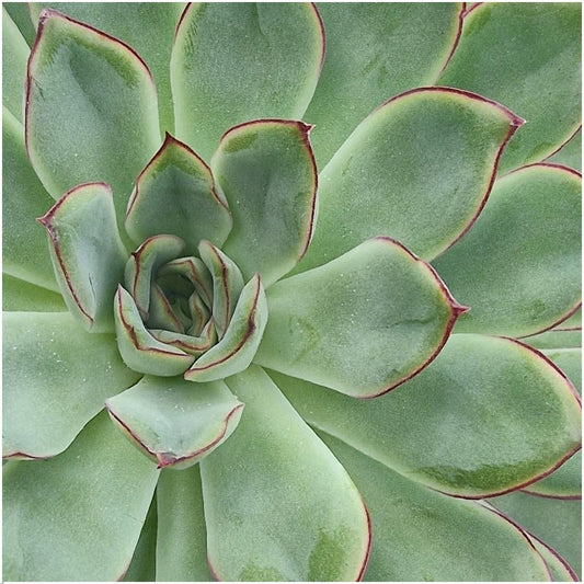 ROOTLESS Echeveria Pulidonis auf schwarzem Wanddeko-Ring | Pflanzfix24.de - Pflanzfix24.de