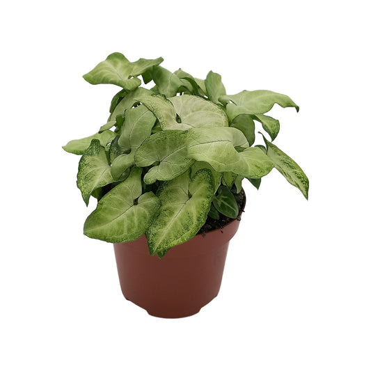 Syngonium 'White Butterfly' - Ø13cm - ↕25cm - Pflanzfix24