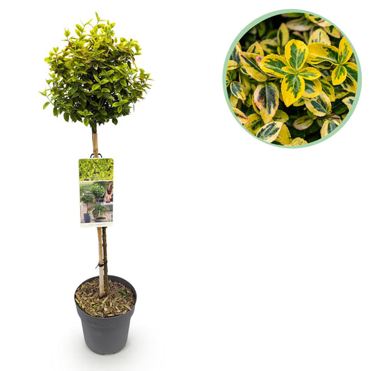 Pflanzfix24 - Euonymus Emerald 'n Gold – Stamm 90 cm, immergrün