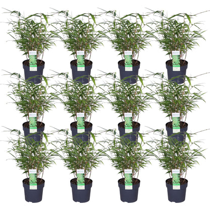 12x - Fargesia rufa - ↨40cm - Ø14 - Pflanzfix24
