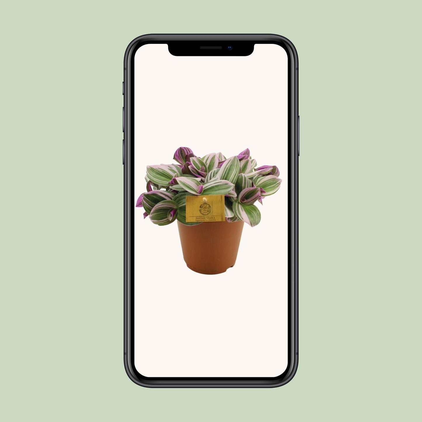 Tradescantia Nanouk - Ø15cm - ↕25cm | Pflanzfix24