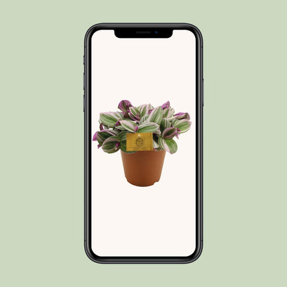 Tradescantia Nanouk - Ø15cm - ↕25cm | Pflanzfix24