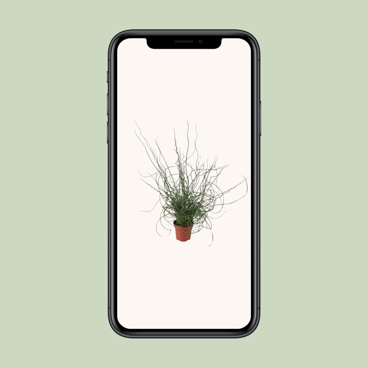 Juncus Effusus Spiralis - Ø12cm - ↕30cm - Pflanzfix24