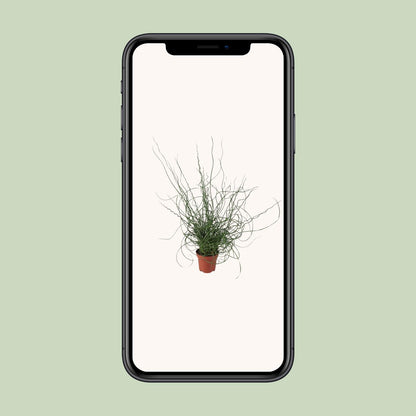 Juncus Effusus Spiralis - Ø12cm - ↕30cm - Pflanzfix24