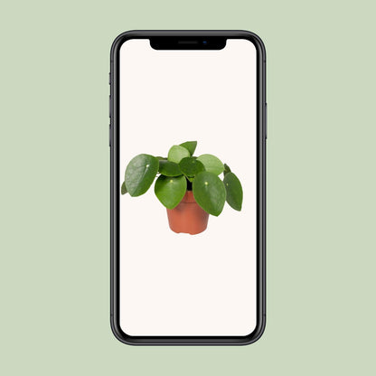Pilea Peperomioides „Pfannkuchenfabrik“ Ø12cm – Aluminium-Pflanze | Pflanzfix24.de - Pflanzfix24.de