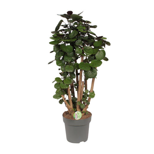 Polyscias Fabian - Ø24cm - ↕90cm bei Pflanzfix24