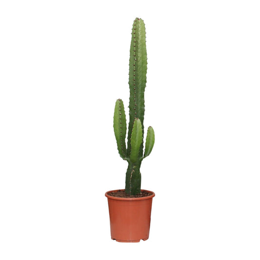 Euphorbia Acrurensis - Weihnachtsstern - Ø17cm - Pflanzfix24.de - Pflanzfix24.de