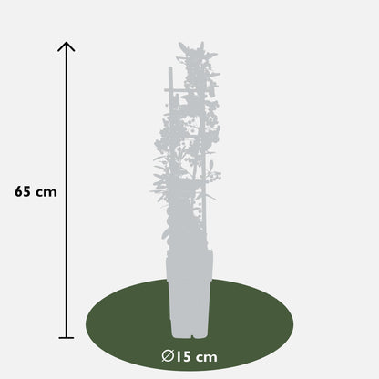 Pyracantha coccinea Red Star - Ø23cm - ↕75cm - Ø15 - ↨65cm - Pflanzfix24
